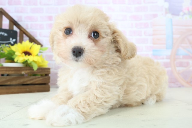 沖縄県のマルプー(マルチーズ×プードル) (Coo&RIKUイーアス沖縄豊崎店/2025年11月12日生まれ/女の子/クリーム)の子犬の3枚目の画像