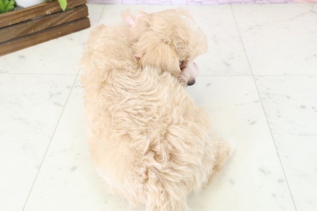 沖縄県のマルプー(マルチーズ×プードル) (Coo&RIKUイーアス沖縄豊崎店/2025年11月12日生まれ/女の子/クリーム)の子犬の4枚目の画像