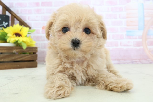 福岡県のマルプー(マルチーズ×プードル) (Coo&RIKU福岡東店/2025年11月12日生まれ/女の子/クリーム)の子犬の1枚目の画像