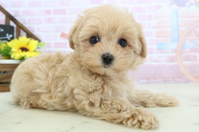 福岡県のマルプー(マルチーズ×プードル) (Coo&RIKU福岡東店/2025年11月12日生まれ/女の子/クリーム)の子犬の2枚目の画像