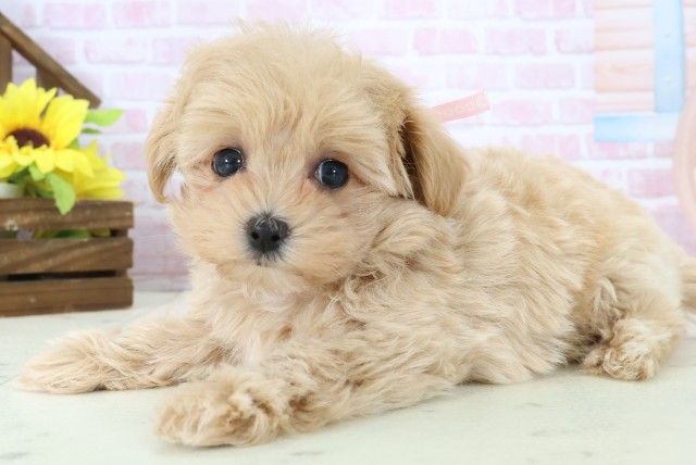 福岡県のマルプー(マルチーズ×プードル) (Coo&RIKU福岡東店/2025年11月12日生まれ/女の子/クリーム)の子犬の3枚目の画像