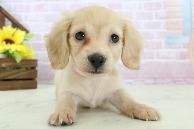 佐賀県のミニチュアダックスフンド(ロング) (Coo&RIKU佐賀神埼店/2025年11月12日生まれ/女の子/イエロー)の子犬の1枚目の画像