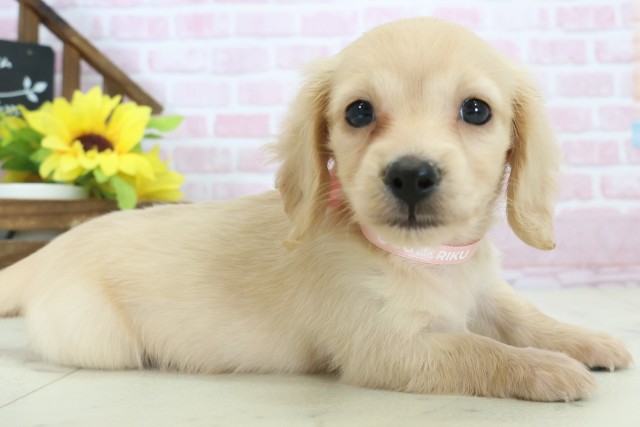 佐賀県のミニチュアダックスフンド(ロング) (Coo&RIKU佐賀神埼店/2025年11月12日生まれ/女の子/イエロー)の子犬の2枚目の画像