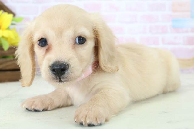 佐賀県のミニチュアダックスフンド(ロング) (Coo&RIKU佐賀神埼店/2025年11月12日生まれ/女の子/イエロー)の子犬の3枚目の画像