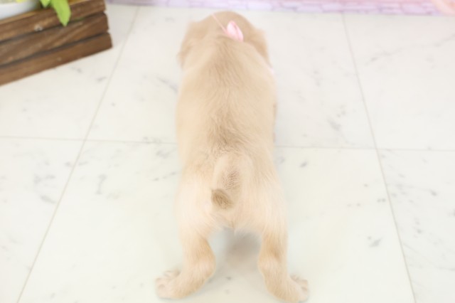 佐賀県のミニチュアダックスフンド(ロング) (Coo&RIKU佐賀神埼店/2025年11月12日生まれ/女の子/イエロー)の子犬の4枚目の画像