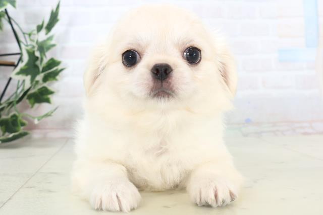 沖縄県のチワペキ/ペキチー/ペキチワ(チワワ×ペキニーズ) (Coo&RIKUイーアス沖縄豊崎店/2025年11月10日生まれ/男の子/クリーム)の子犬の1枚目の画像