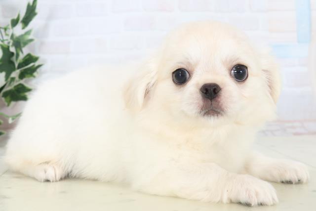 沖縄県のチワペキ/ペキチー/ペキチワ(チワワ×ペキニーズ) (Coo&RIKUイーアス沖縄豊崎店/2025年11月10日生まれ/男の子/クリーム)の子犬の2枚目の画像