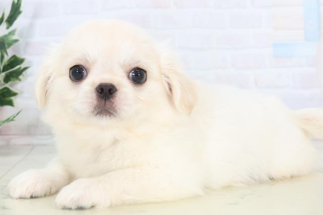 沖縄県のチワペキ/ペキチー/ペキチワ(チワワ×ペキニーズ) (Coo&RIKUイーアス沖縄豊崎店/2025年11月10日生まれ/男の子/クリーム)の子犬の3枚目の画像