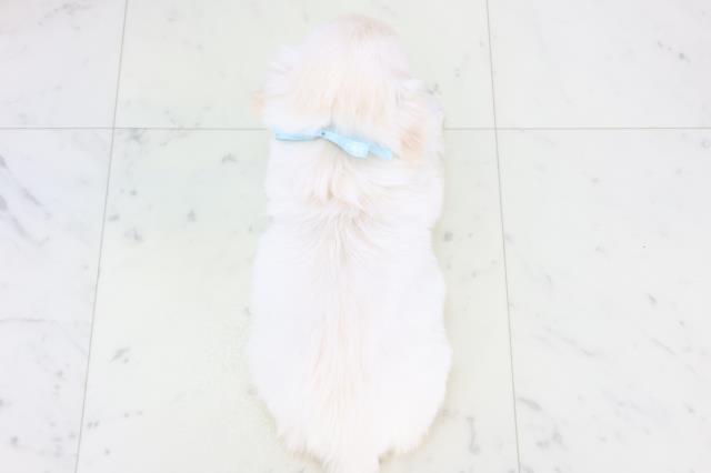 沖縄県のチワペキ/ペキチー/ペキチワ(チワワ×ペキニーズ) (Coo&RIKUイーアス沖縄豊崎店/2025年11月10日生まれ/男の子/クリーム)の子犬の4枚目の画像