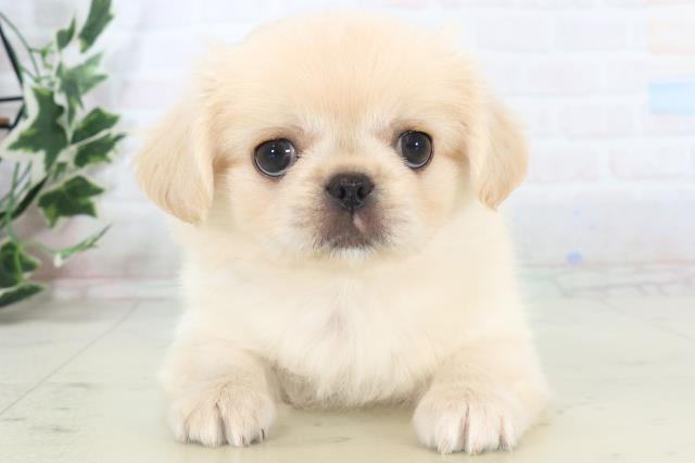 福岡県のチワペキ/ペキチー/ペキチワ(チワワ×ペキニーズ) (Coo&RIKUフォレストシティ春日店/2025年11月10日生まれ/女の子/クリーム)の子犬の1枚目の画像