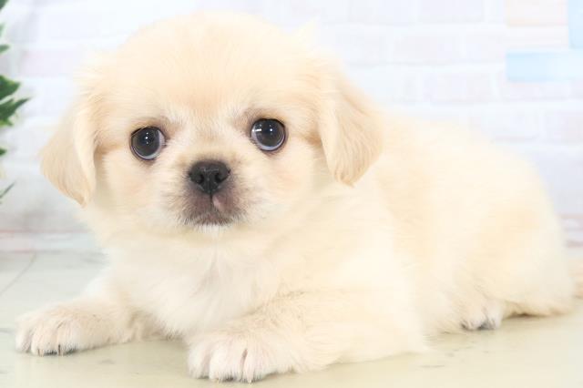 福岡県のチワペキ/ペキチー/ペキチワ(チワワ×ペキニーズ) (Coo&RIKUフォレストシティ春日店/2025年11月10日生まれ/女の子/クリーム)の子犬の3枚目の画像