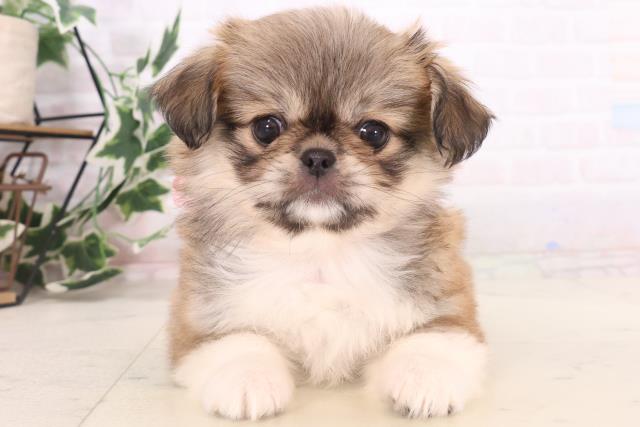 福岡県のチワペキ/ペキチー/ペキチワ(チワワ×ペキニーズ) (Coo&RIKUゆめタウン飯塚店/2025年11月10日生まれ/女の子/レッドホワイト)の子犬の1枚目の画像