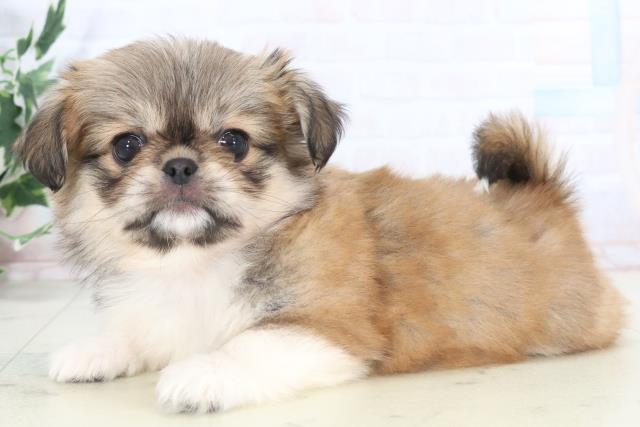 福岡県のチワペキ/ペキチー/ペキチワ(チワワ×ペキニーズ) (Coo&RIKUゆめタウン飯塚店/2025年11月10日生まれ/女の子/レッドホワイト)の子犬の3枚目の画像