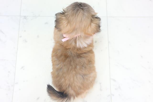 福岡県のチワペキ/ペキチー/ペキチワ(チワワ×ペキニーズ) (Coo&RIKUゆめタウン飯塚店/2025年11月10日生まれ/女の子/レッドホワイト)の子犬の4枚目の画像