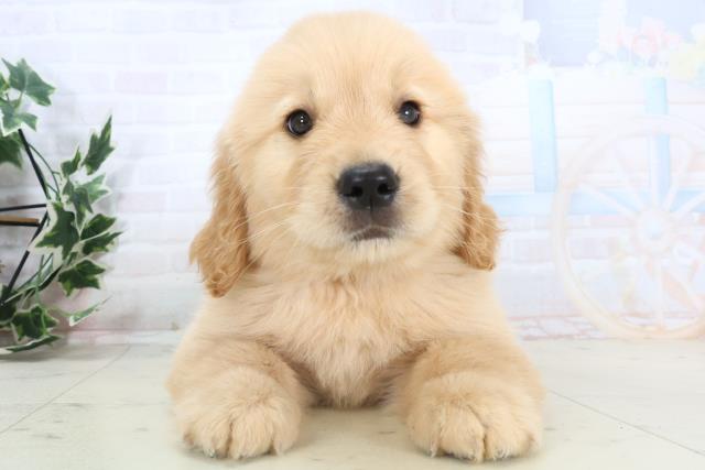 沖縄県のゴールデンレトリバー (Coo&RIKUイオン北谷店/2025年11月10日生まれ/女の子/ゴールデン)の子犬の1枚目の画像