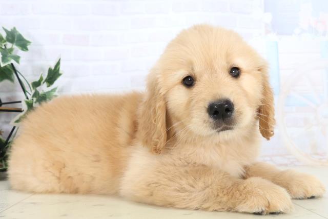 沖縄県のゴールデンレトリバー (Coo&RIKUイオン北谷店/2025年11月10日生まれ/女の子/ゴールデン)の子犬の2枚目の画像