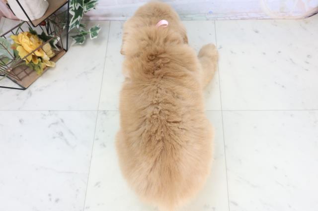 沖縄県のゴールデンレトリバー (Coo&RIKUイオン北谷店/2025年11月10日生まれ/女の子/ゴールデン)の子犬の4枚目の画像