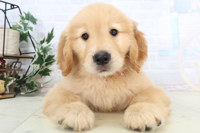 沖縄県のゴールデンレトリバー (Coo&RIKUイーアス沖縄豊崎店/2025年11月10日生まれ/女の子/ゴールデン)の子犬の1枚目の画像