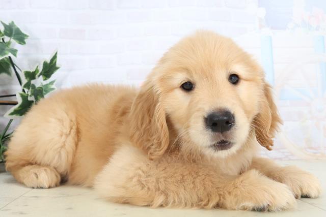 沖縄県のゴールデンレトリバー (Coo&RIKUイーアス沖縄豊崎店/2025年11月10日生まれ/女の子/ゴールデン)の子犬の2枚目の画像