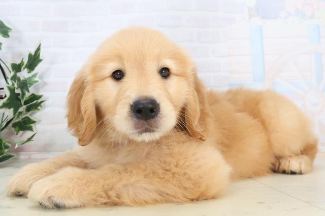 沖縄県のゴールデンレトリバー (Coo&RIKUイーアス沖縄豊崎店/2025年11月10日生まれ/女の子/ゴールデン)の子犬の3枚目の画像