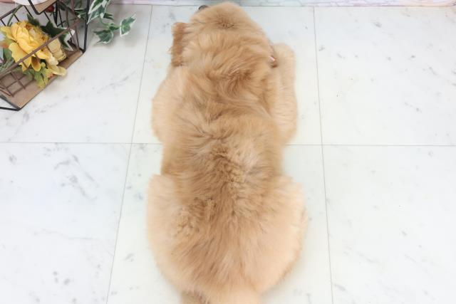 沖縄県のゴールデンレトリバー (Coo&RIKUイーアス沖縄豊崎店/2025年11月10日生まれ/女の子/ゴールデン)の子犬の4枚目の画像