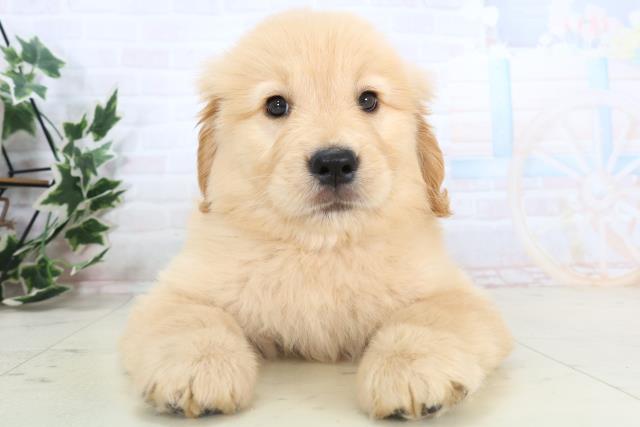 ゴールデン・レトリバー