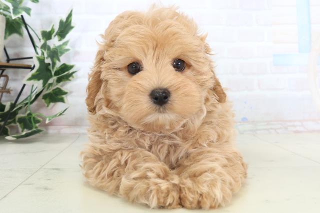 福岡県のマルプー(マルチーズ×プードル) (Coo&RIKU福岡東店/2025年11月10日生まれ/男の子/クリームホワイト)の子犬の1枚目の画像