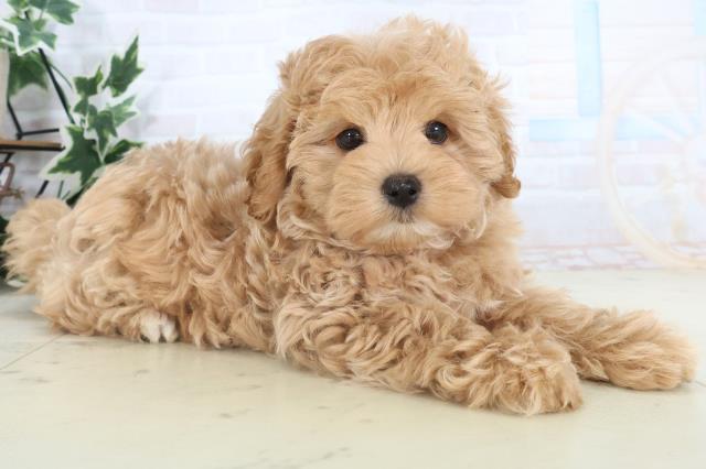 福岡県のマルプー(マルチーズ×プードル) (Coo&RIKU福岡東店/2025年11月10日生まれ/男の子/クリームホワイト)の子犬の2枚目の画像