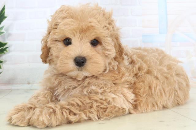 福岡県のマルプー(マルチーズ×プードル) (Coo&RIKU福岡東店/2025年11月10日生まれ/男の子/クリームホワイト)の子犬の3枚目の画像