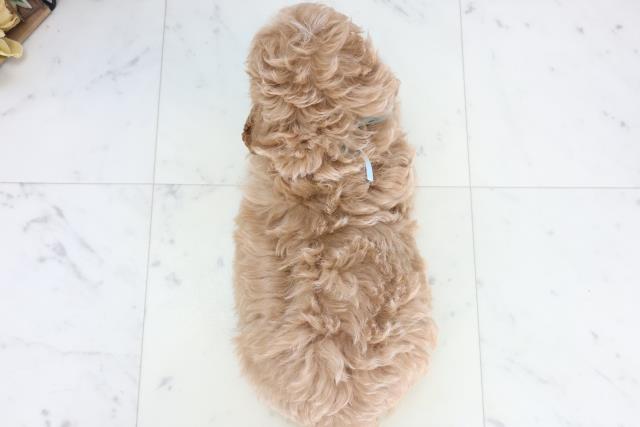 福岡県のマルプー(マルチーズ×プードル) (Coo&RIKU福岡東店/2025年11月10日生まれ/男の子/クリームホワイト)の子犬の4枚目の画像