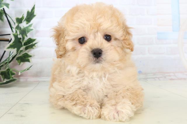 熊本県のマルプー(マルチーズ×プードル) (Coo&RIKUカリーノ玉名店/2025年11月10日生まれ/男の子/クリームホワイト)の子犬の1枚目の画像