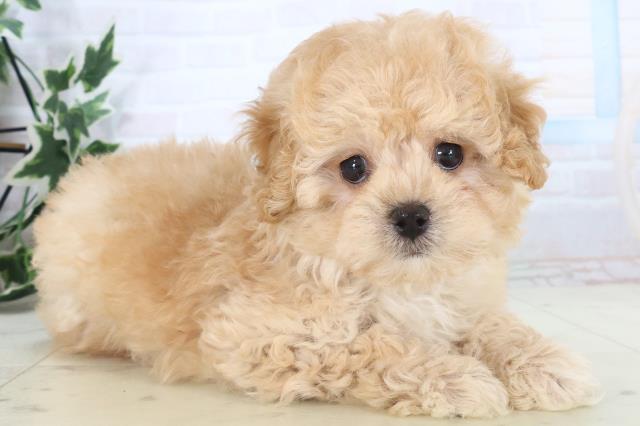 熊本県のマルプー(マルチーズ×プードル) (Coo&RIKUカリーノ玉名店/2025年11月10日生まれ/男の子/クリームホワイト)の子犬の2枚目の画像