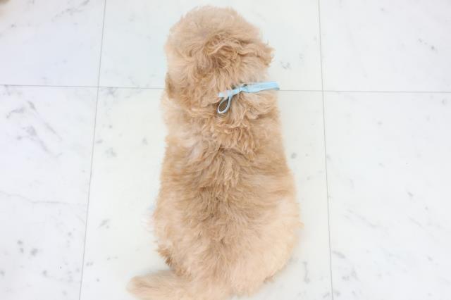 熊本県のマルプー(マルチーズ×プードル) (Coo&RIKUカリーノ玉名店/2025年11月10日生まれ/男の子/クリームホワイト)の子犬の4枚目の画像