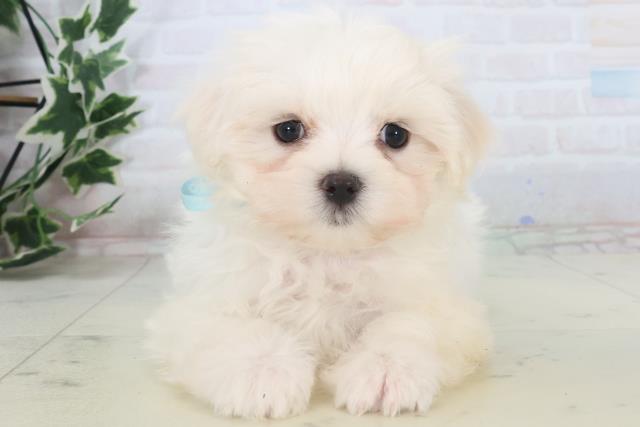 鹿児島県のマルチーズ (Coo&RIKU鹿屋店/2025年11月11日生まれ/男の子/ホワイト)の子犬の1枚目の画像