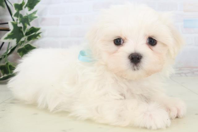 鹿児島県のマルチーズ (Coo&RIKU鹿屋店/2025年11月11日生まれ/男の子/ホワイト)の子犬の2枚目の画像