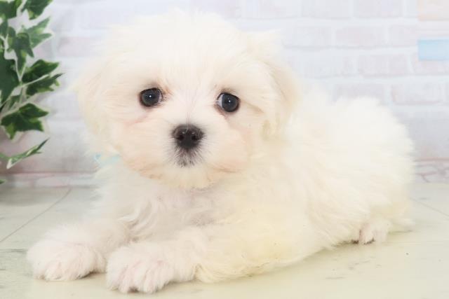 鹿児島県のマルチーズ (Coo&RIKU鹿屋店/2025年11月11日生まれ/男の子/ホワイト)の子犬の3枚目の画像