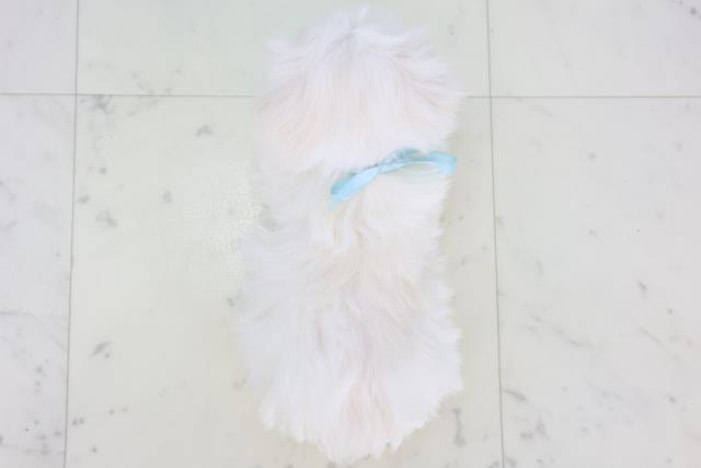 鹿児島県のマルチーズ (Coo&RIKU鹿屋店/2025年11月11日生まれ/男の子/ホワイト)の子犬の4枚目の画像