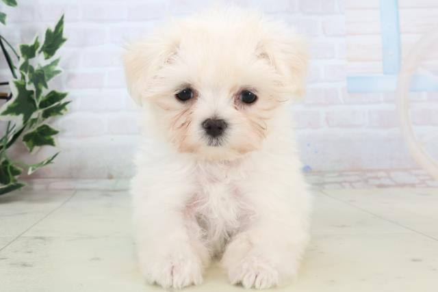 鹿児島県のマルチーズ (Coo&RIKU霧島店/2025年11月11日生まれ/女の子/ホワイト)の子犬の1枚目の画像