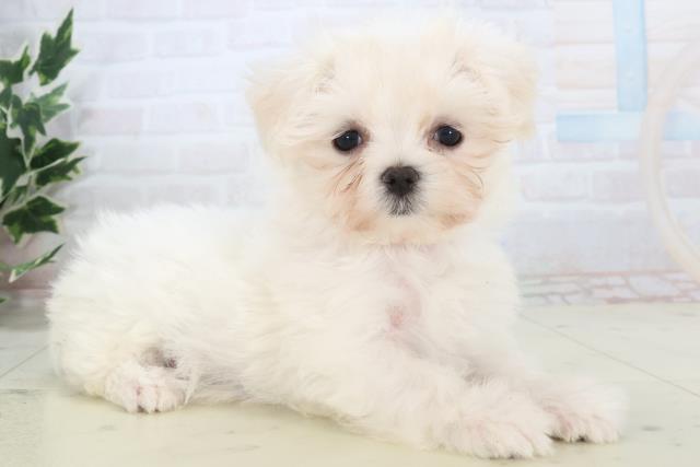 鹿児島県のマルチーズ (Coo&RIKU霧島店/2025年11月11日生まれ/女の子/ホワイト)の子犬の2枚目の画像