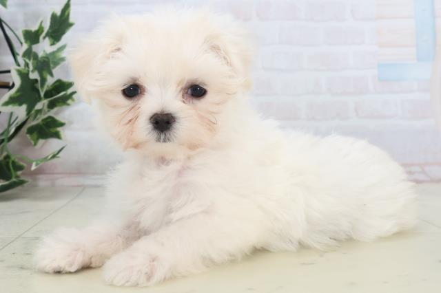 鹿児島県のマルチーズ (Coo&RIKU霧島店/2025年11月11日生まれ/女の子/ホワイト)の子犬の3枚目の画像