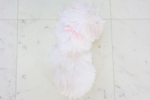 鹿児島県のマルチーズ (Coo&RIKU霧島店/2025年11月11日生まれ/女の子/ホワイト)の子犬の4枚目の画像