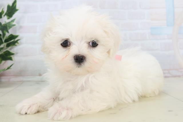 熊本県のマルチーズ (Coo&RIKUカリーノ玉名店/2025年11月11日生まれ/女の子/ホワイト)の子犬の3枚目の画像