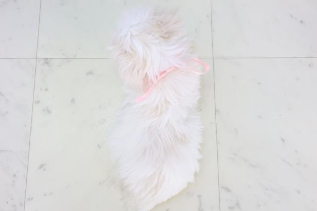 熊本県のマルチーズ (Coo&RIKUカリーノ玉名店/2025年11月11日生まれ/女の子/ホワイト)の子犬の4枚目の画像