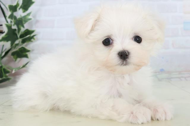 熊本県のマルチーズ (Coo&RIKU熊本店/2025年11月11日生まれ/女の子/ホワイト)の子犬の2枚目の画像