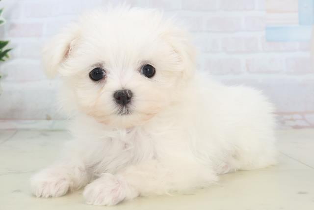 熊本県のマルチーズ (Coo&RIKU熊本店/2025年11月11日生まれ/女の子/ホワイト)の子犬の3枚目の画像