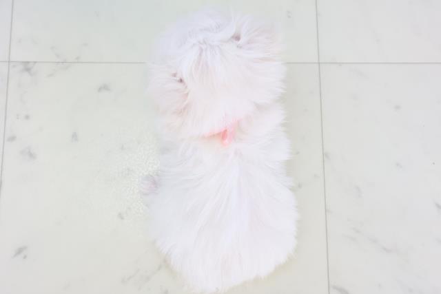 熊本県のマルチーズ (Coo&RIKU熊本店/2025年11月11日生まれ/女の子/ホワイト)の子犬の4枚目の画像