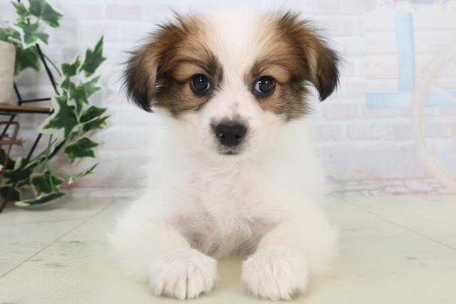 福岡県のパピヨン (Coo&RIKU久留米店/2025年11月11日生まれ/男の子/ホワイトブラウン)の子犬の1枚目の画像