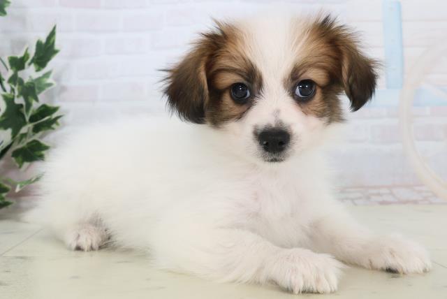 福岡県のパピヨン (Coo&RIKU久留米店/2025年11月11日生まれ/男の子/ホワイトブラウン)の子犬の2枚目の画像