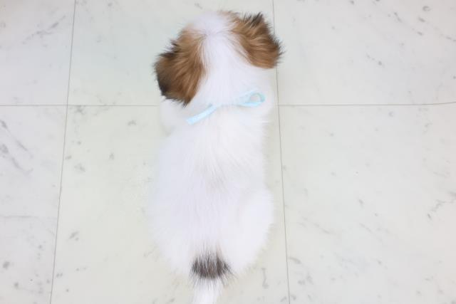 福岡県のパピヨン (Coo&RIKU久留米店/2025年11月11日生まれ/男の子/ホワイトブラウン)の子犬の4枚目の画像