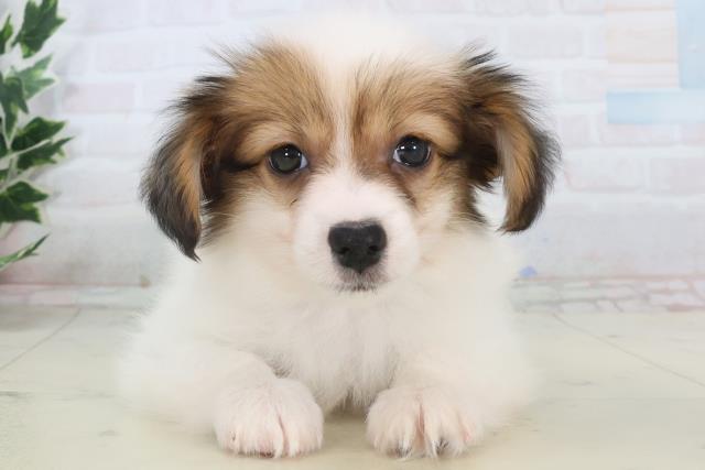 鹿児島県のパピヨン (Coo&RIKU鹿児島店/2025年11月11日生まれ/男の子/ホワイトブラウン)の子犬の1枚目の画像